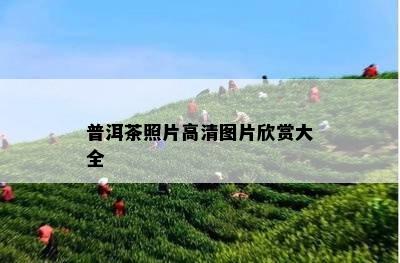 普洱茶照片高清图片欣赏大全