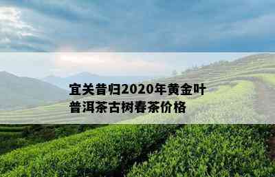 宜关昔归2020年黄金叶普洱茶古树春茶价格