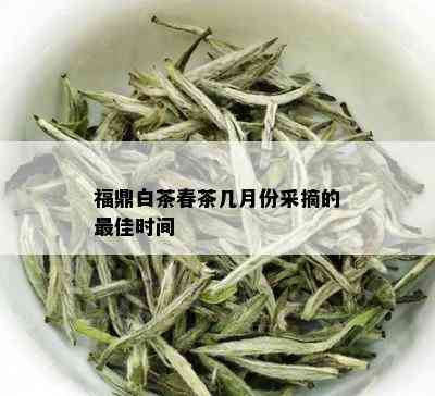 福鼎白茶春茶几月份采摘的更佳时间