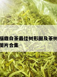 福鼎白茶更佳树形图及茶树图片合集