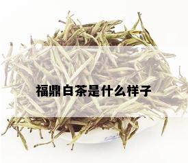 福鼎白茶是什么样子