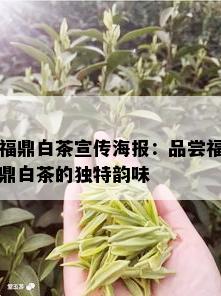 福鼎白茶宣传海报：品尝福鼎白茶的独特韵味