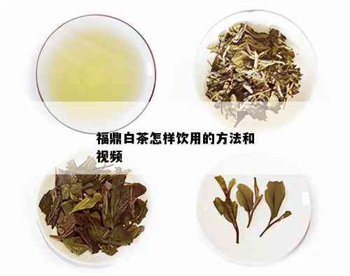 福鼎白茶怎样饮用的方法和视频