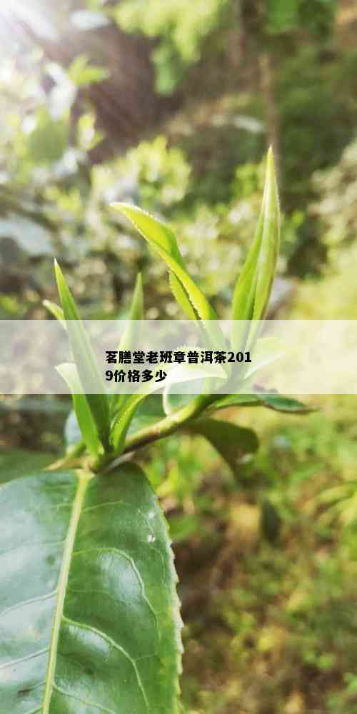 茗膳堂老班章普洱茶2019价格多少