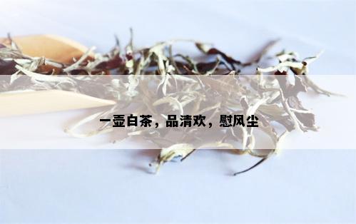 一壶白茶，品清欢，慰风尘