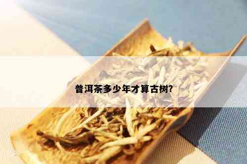 普洱茶多少年才算古树？