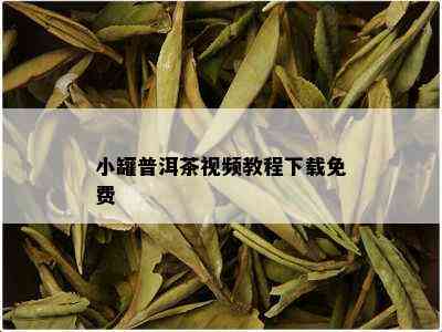 小罐普洱茶视频教程下载免费