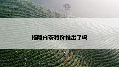 福鼎白茶特价推出了吗