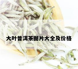 大叶普洱茶图片大全及价格