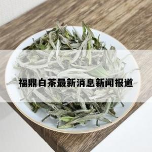 福鼎白茶最新消息新闻报道