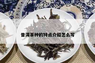 普洱茶种的特点介绍怎么写