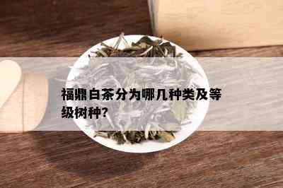 福鼎白茶分为哪几种类及等级树种?