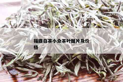 福鼎白茶小众茶叶图片及价格