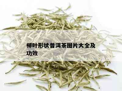 柳叶形状普洱茶图片大全及功效