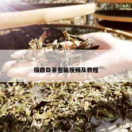 福鼎白茶包装视频及教程