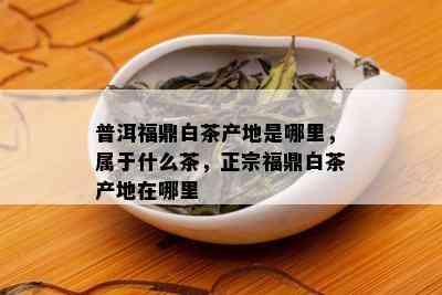 普洱福鼎白茶产地是哪里，属于什么茶，正宗福鼎白茶产地在哪里