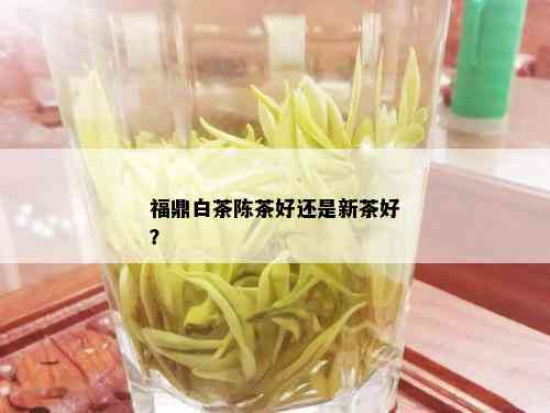 福鼎白茶陈茶好还是新茶好？