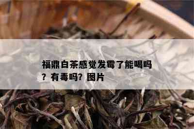 福鼎白茶感觉发霉了能喝吗？有吗？图片