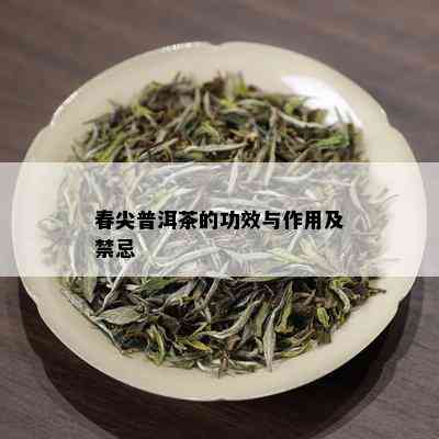 春尖普洱茶的功效与作用及禁忌