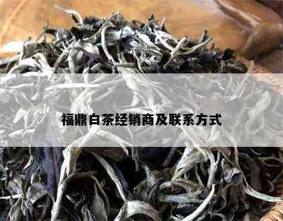 福鼎白茶经销商及联系方式