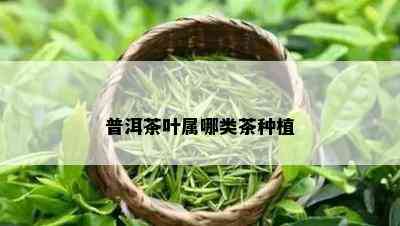 普洱茶叶属哪类茶种植