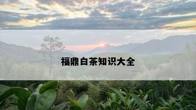 福鼎白茶知识大全