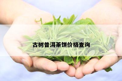 古树普洱茶饼价格查询