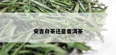 安吉白茶还是普洱茶