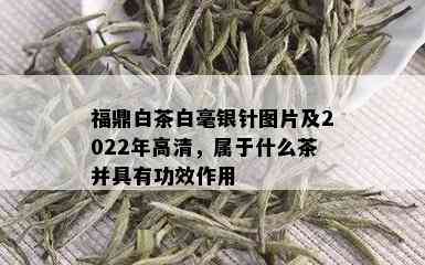 福鼎白茶白毫银针图片及2022年高清，属于什么茶并具有功效作用