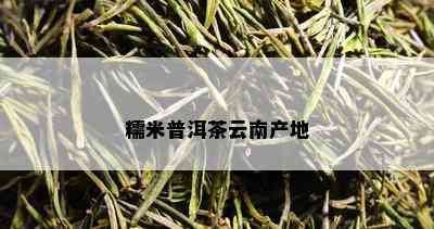 糯米普洱茶云南产地