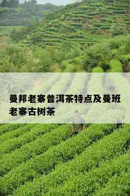 曼邦老寨普洱茶特点及曼班老寨古树茶