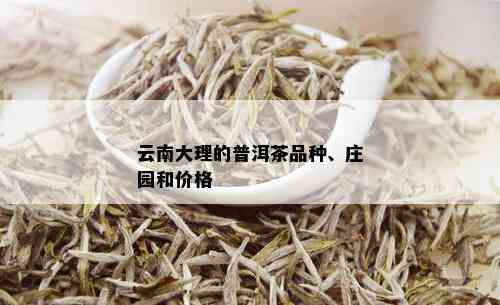 云南大理的普洱茶品种、庄园和价格