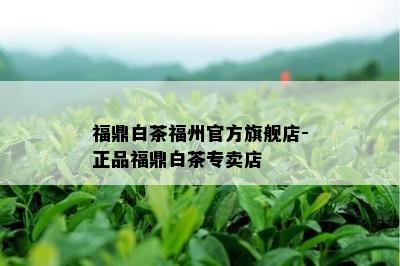 福鼎白茶福州官方旗舰店-正品福鼎白茶专卖店