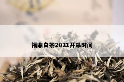 福鼎白茶2021开采时间