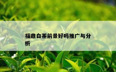 福鼎白茶前景好吗推广与分析