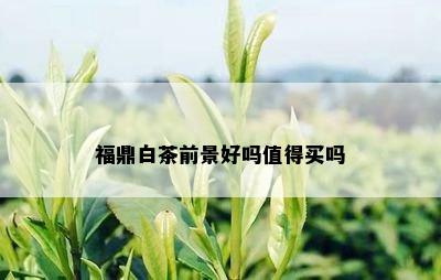 福鼎白茶前景好吗值得买吗