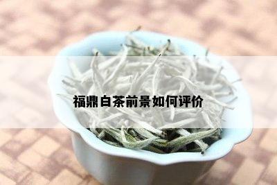 福鼎白茶前景如何评价