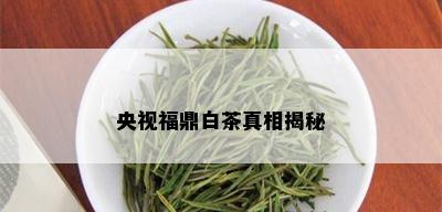 央视福鼎白茶真相揭秘