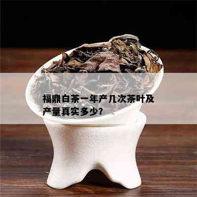 福鼎白茶一年产几次茶叶及产量真实多少？