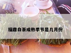 福鼎白茶成熟季节是几月份