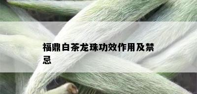 福鼎白茶龙珠功效作用及禁忌