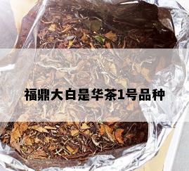 福鼎大白是华茶1号品种