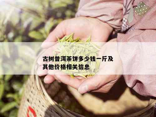 古树普洱茶饼多少钱一斤及其他价格相关信息