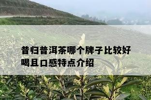 昔归普洱茶哪个牌子比较好喝且口感特点介绍