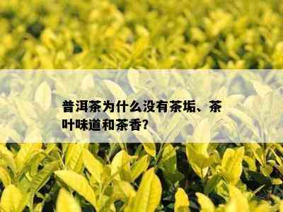 普洱茶为什么没有茶垢、茶叶味道和茶香？