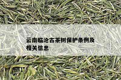 云南临沧古茶树保护条例及相关信息