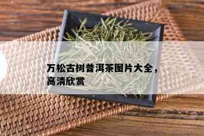 万松古树普洱茶图片大全，高清欣赏