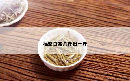 福鼎白茶几斤出一斤