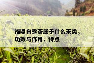 福鼎白露茶属于什么茶类，功效与作用，特点