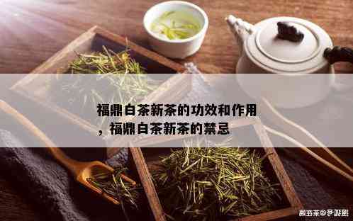 福鼎白茶新茶的功效和作用，福鼎白茶新茶的禁忌